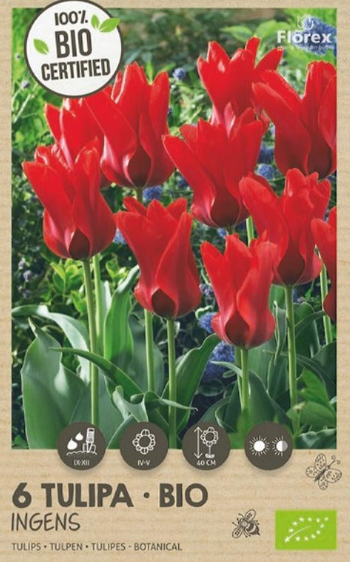 Tulpe Ingens (rot)