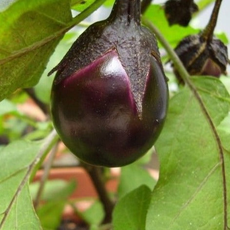 Biologische Aubergine Bambino