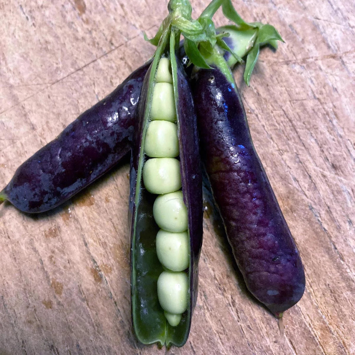 Biologische Sugarsnap 'Blauwschokker'