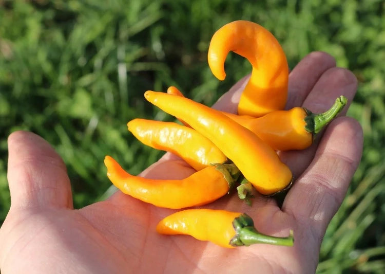 Biologische Chili Cayorange