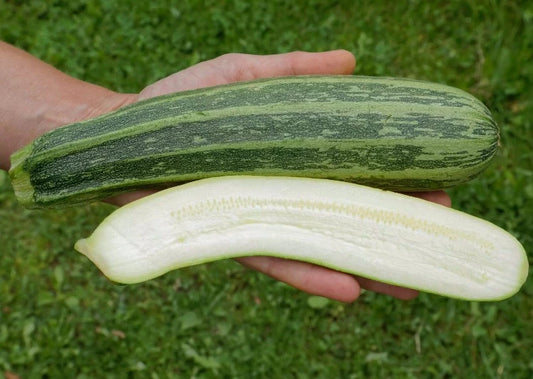 Biologische Courgette Cocozelle von Tripolis