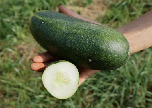 Biologische Komkommer Gundel