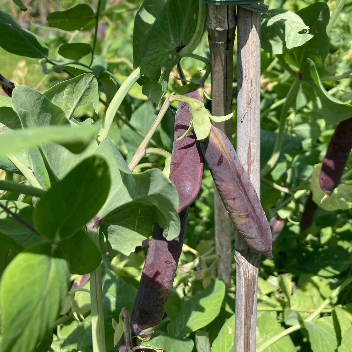 Biologische Sugarsnap 'Blauwschokker'