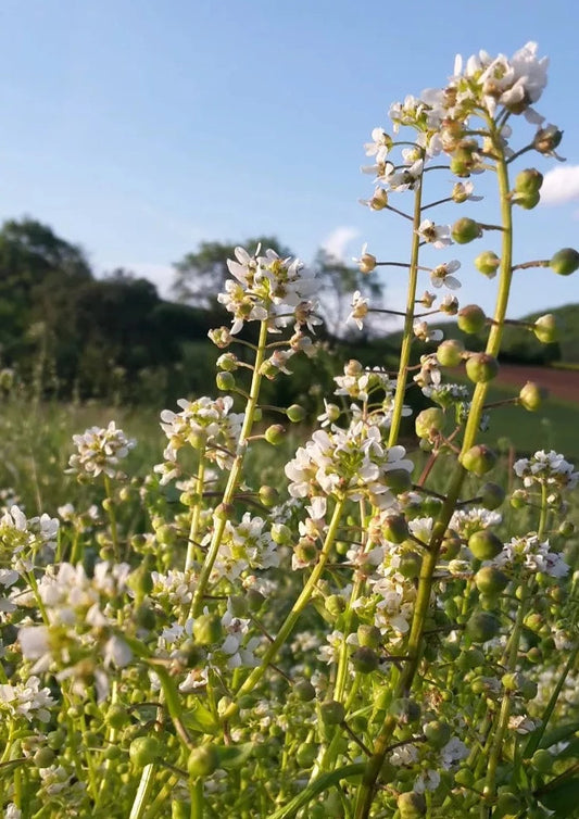 Biologisch Lepelkruid