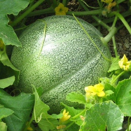 Bio-Melone Petit Gris de Rennes
