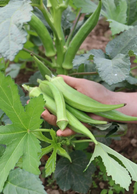 Biologische Okra Santa Cruz