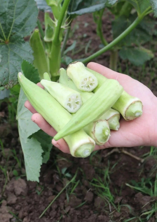 Biologische Okra Silver Queen