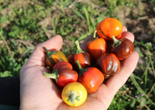 Biologische Paprika Madame Paraplü