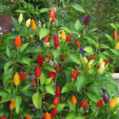 Biologische Peper Numex Twilight