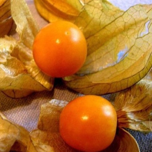 Biologische Physalis Gele Alkekenge