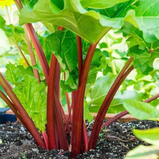 Biologische Rabarber Rood