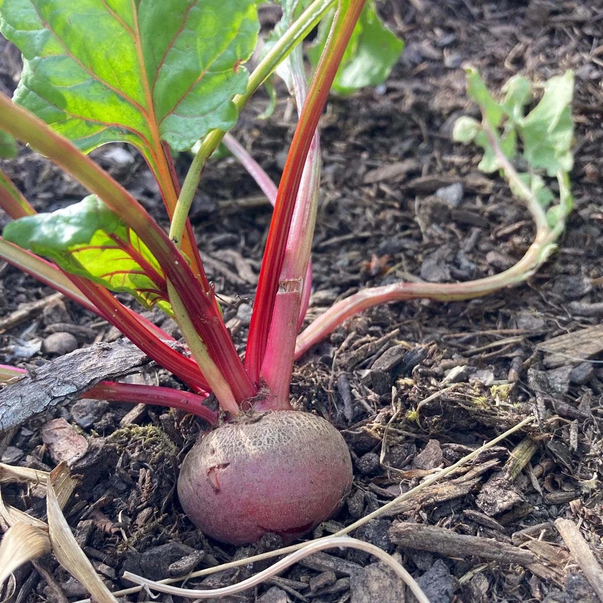 Biologische Chioggia Biet