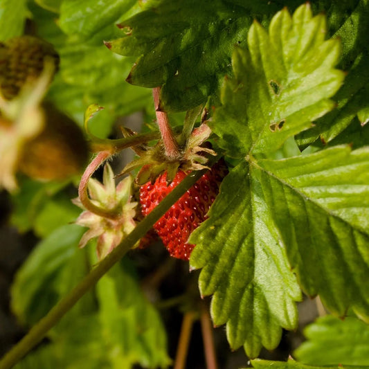 Biologische Wilde Aardbei